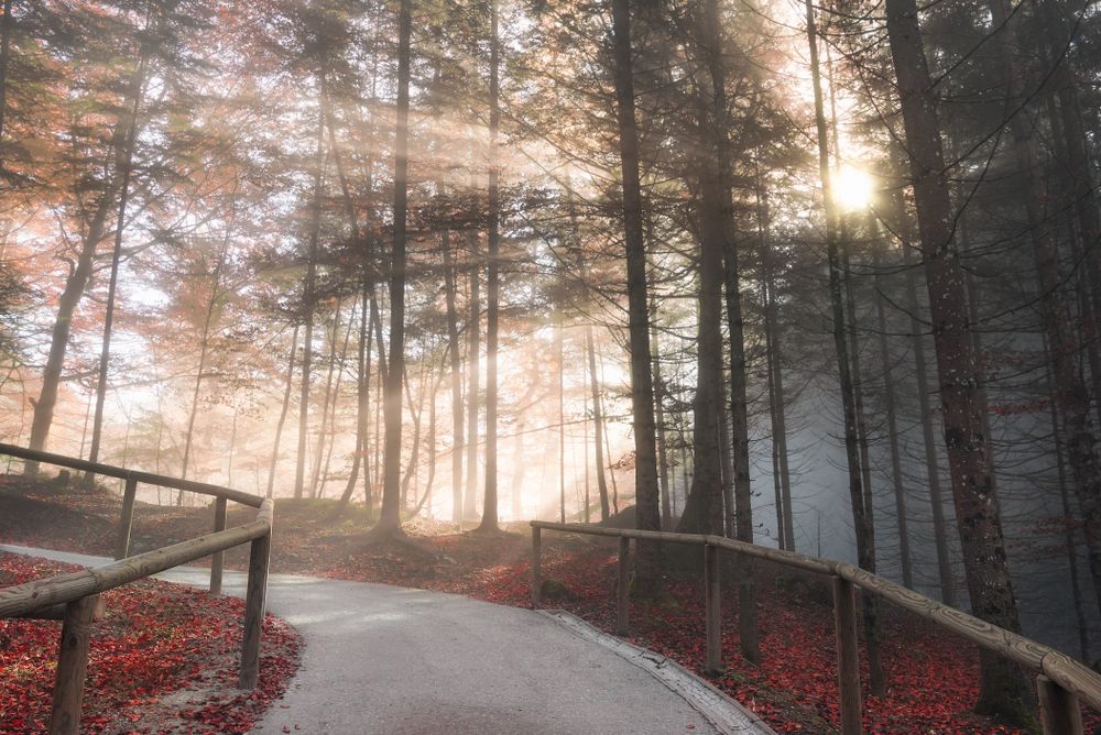 Forest road lit by autumn sunshine