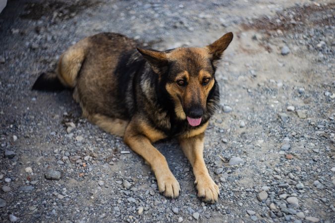 Cute dog on street