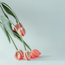 Red tulip flowers laying flower down on light background