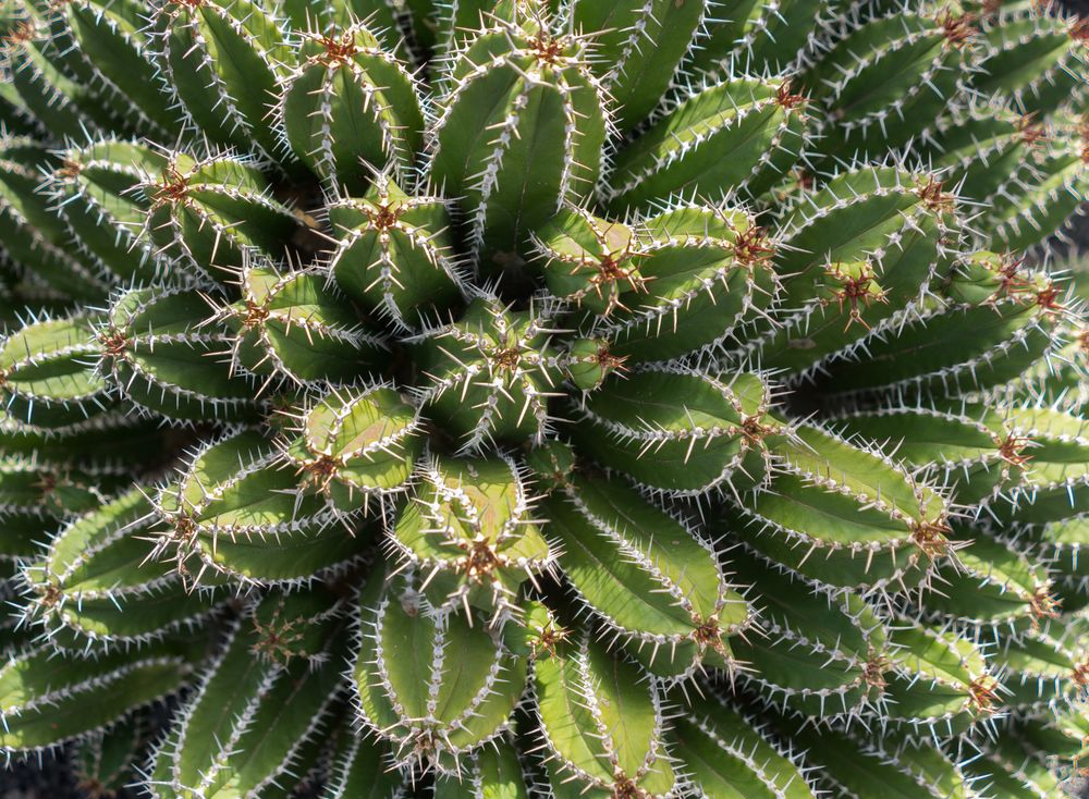 Bunch of prickly cactus
