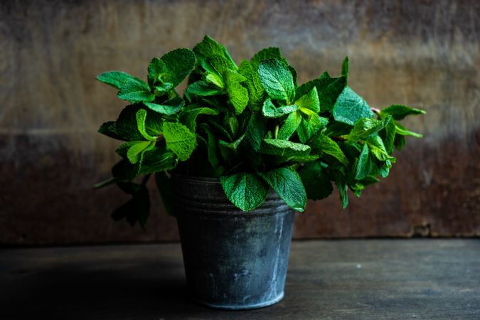 Organic mint leaves in metal pot