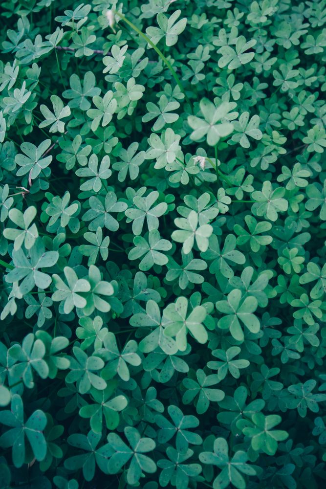 Green fresh foliage of plant