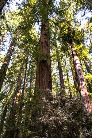 Looking up at trees from bushes at the bottom of the trunk, vertical