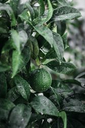 Unripe citrus fruit on branch