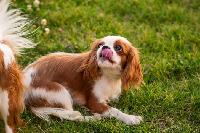 Spaniel puppy on the lawn