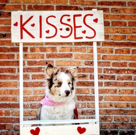 Border collie sitting in wooden booth under name "KISSES" 