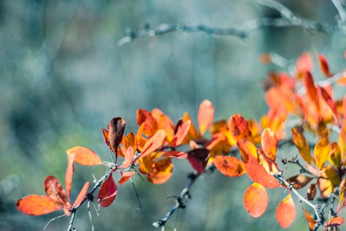 Autumnal landscape of Birtvisi canyon
