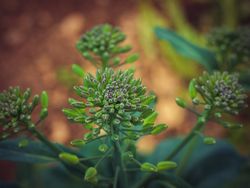 Green rapeseed plant vegetating in meadow