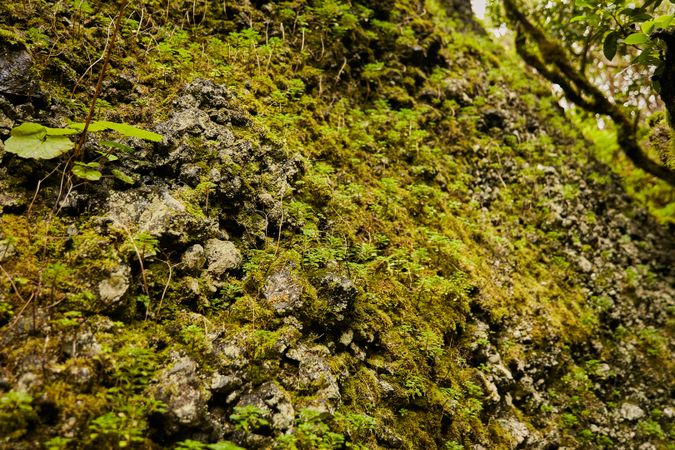 Lush green vegetation of tropical woods