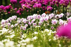 Flowerbed with various flowers in park