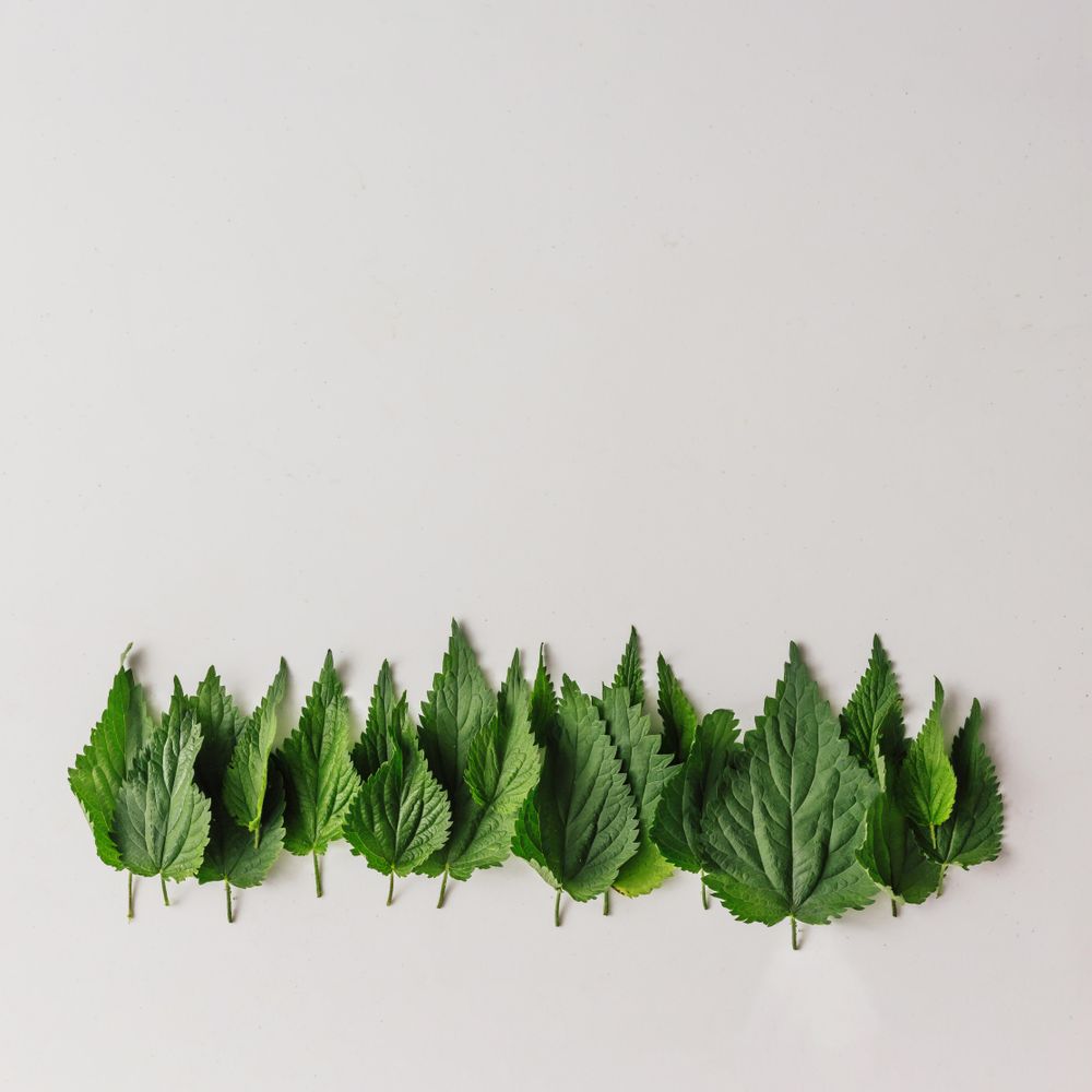 Row of nettle leaves on light background