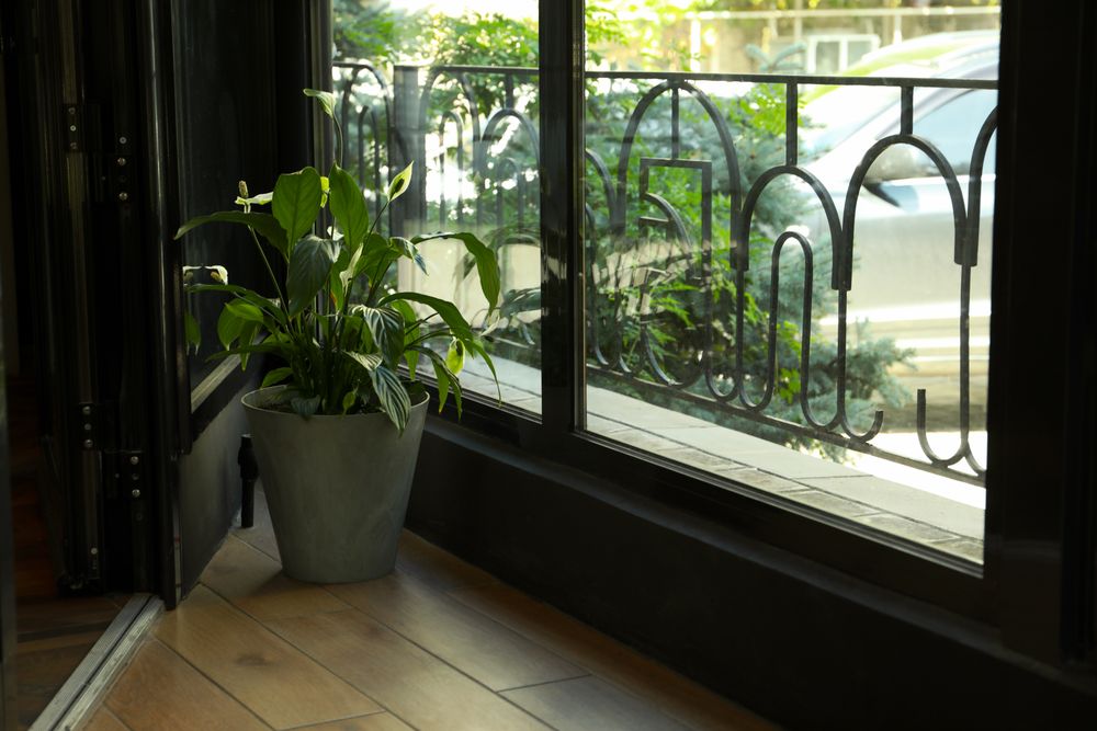 Plant in a flower pot in the restaurant