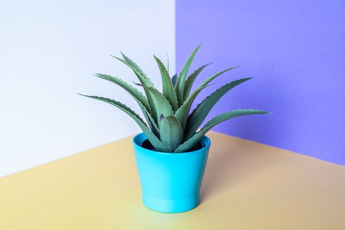 Aloe vera plant in a multicolor background