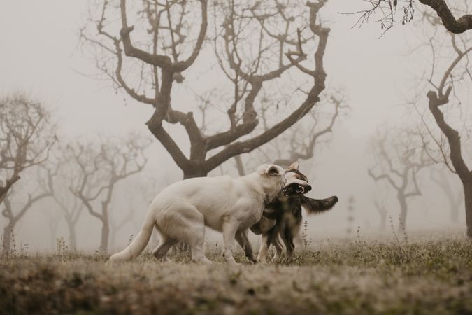 Wolves fighting on foggy day