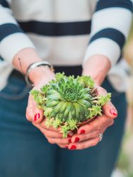 Female holding beautiful small cactus plant