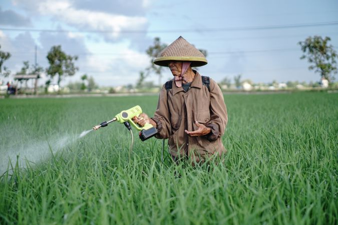 Front view of older Asian male farmer spraying pesticide on rice green field