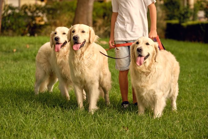 Crop child with pack of dogs on leashes