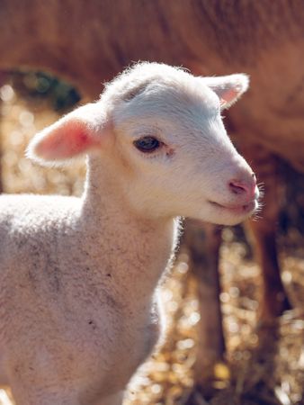 Cute lamb in farm pasture