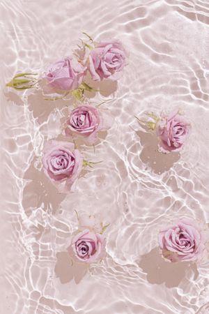 Light pink rose flowers on pink water
