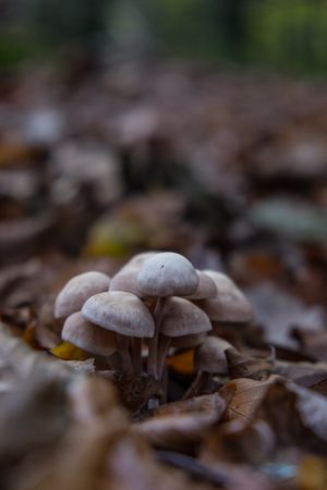 Small light mushrooms growing among fall leaves, vertical