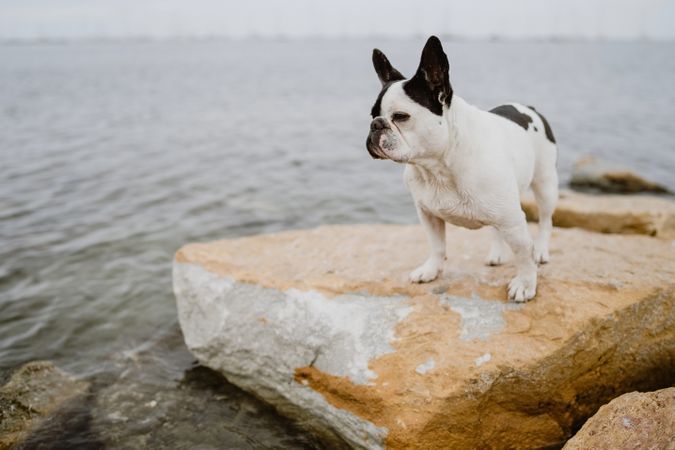 Small dog standing on rocks near sea