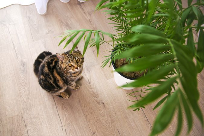 The cat is lying on the floor in the room.