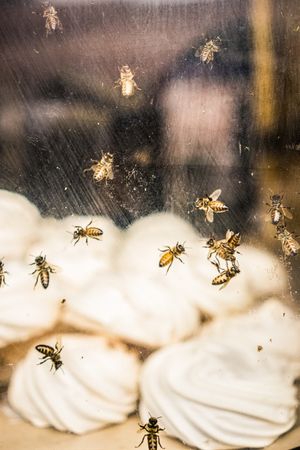 Wasps on window of bakery
