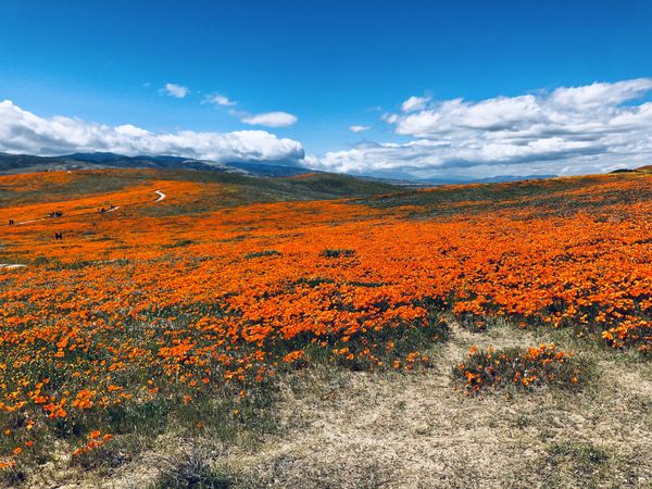 Orange flower field