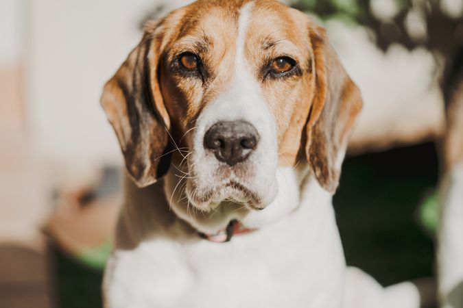 Cute beagle on lawn in yard