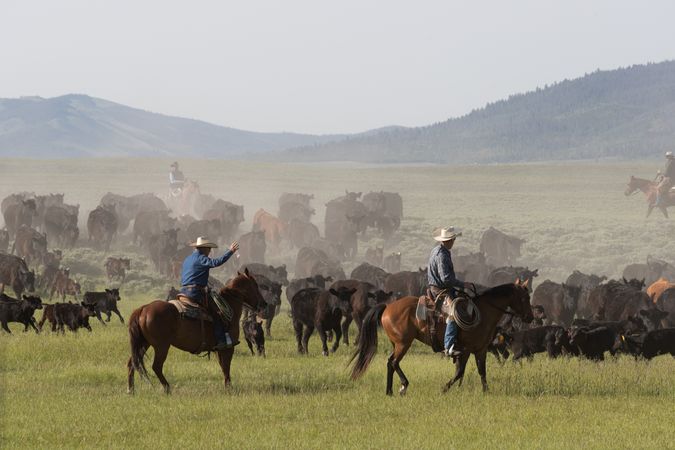 Ranchers round up calfs for branding at  Big Creek cattle ranch near Riverside, Wyoming