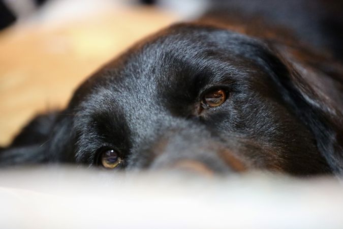 Dark Labrador retriever lying on floor