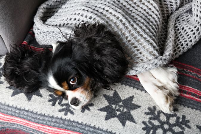 Cavalier Spaniel cosy in a blanket and winter pattern