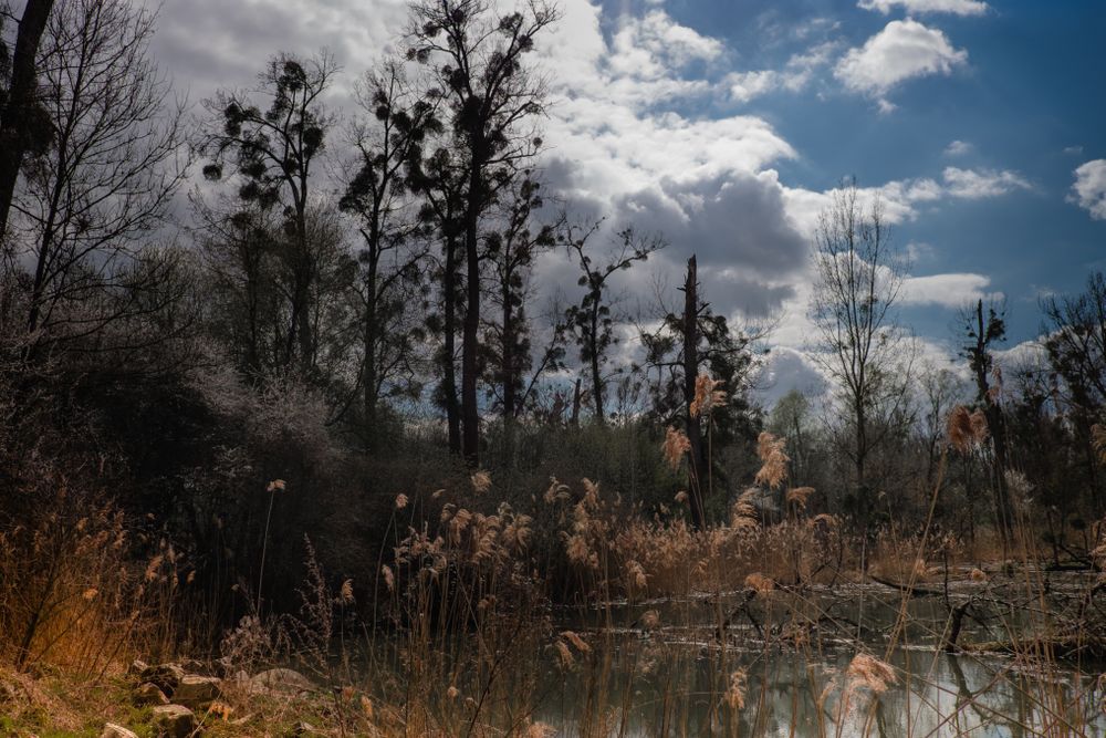 Pond under blue skies with clouds surrounded by trees