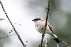 Great grey shrike on brown tree branch