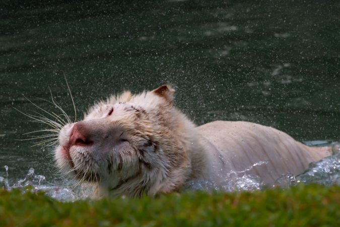 Tiger in water