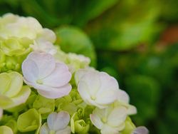 Background of flowers blooming in spring