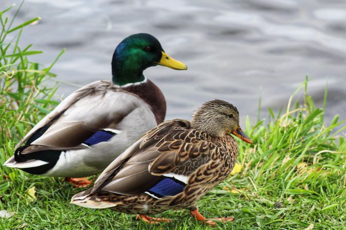 Two mallard ducks on green grass by shoreline