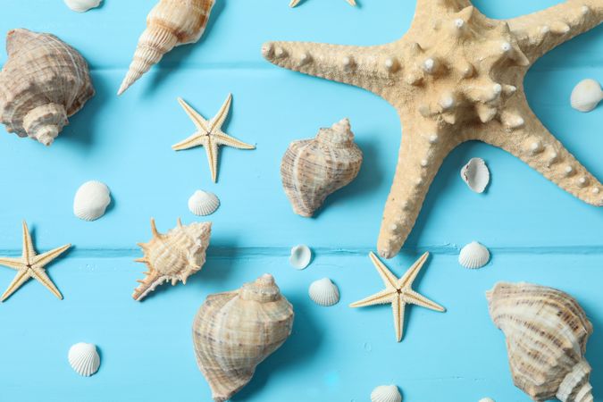 Many starfish and seashells on color wooden background, closeup and top view. Summer vacation backdrop