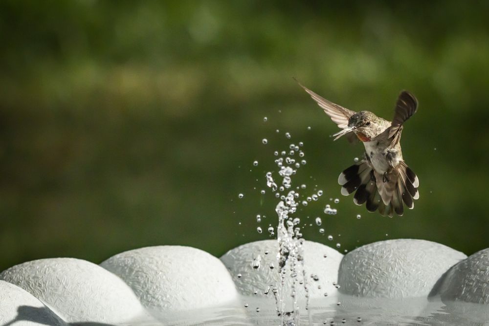 Hummingbird in Flight