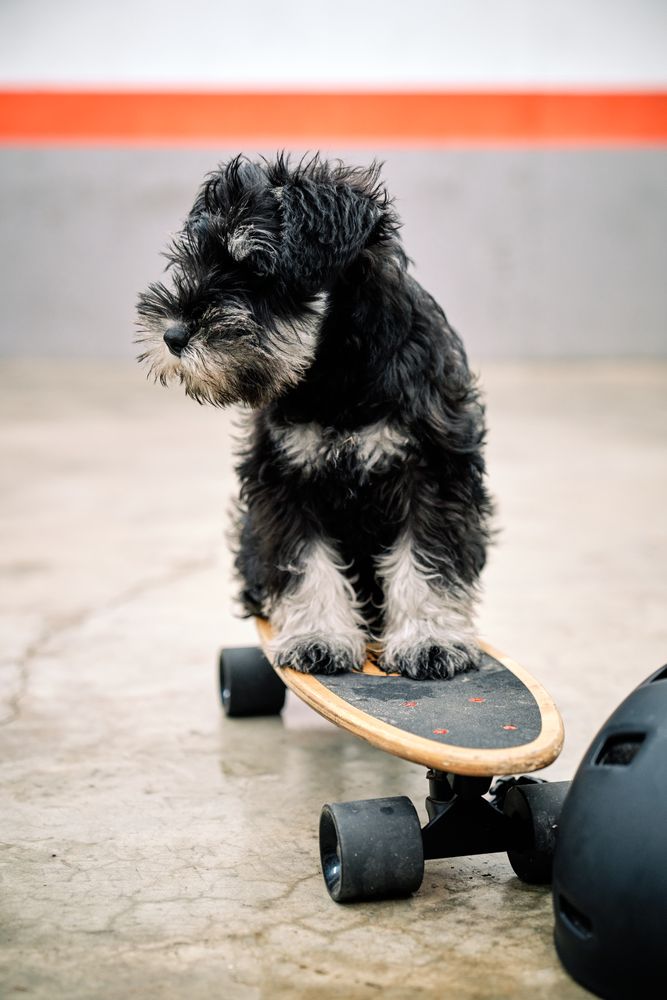 Miniature Schnauzer puppy standing on skateboard on concrete gro