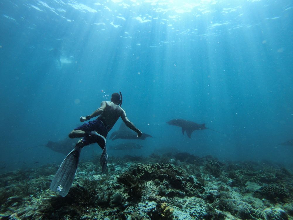 Man diving near fish