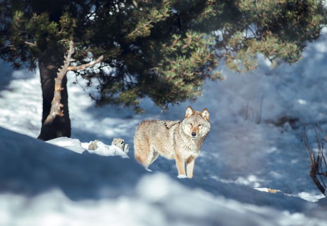 Wolf on hill near stones and snow
