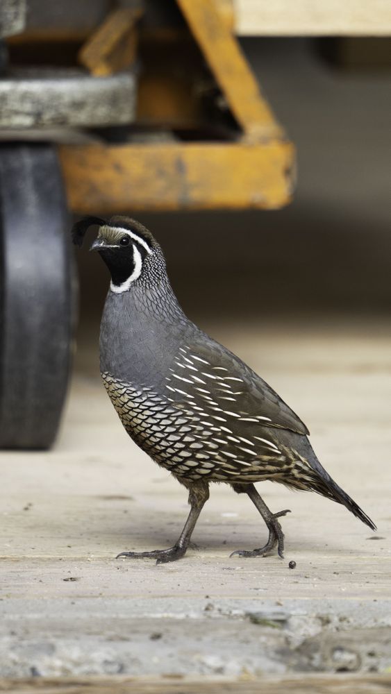 Quail in a workshop industrial backdrop