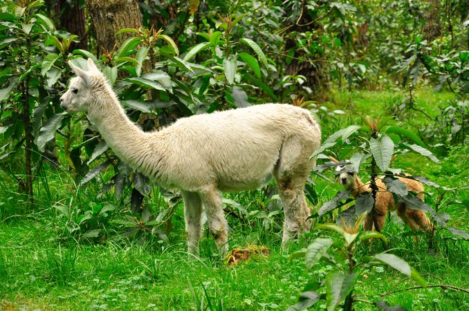Light llama on green grass field