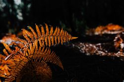 Dry fern leaves in dark forest