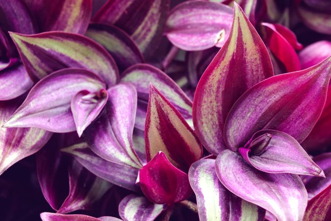 Purple leaves closeup for background