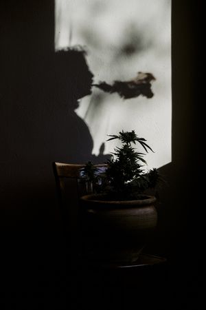 silhouette of a young man smoking marijuana in front of a cannabis plant.