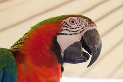 face of the red macaw, macaw parrots in nature