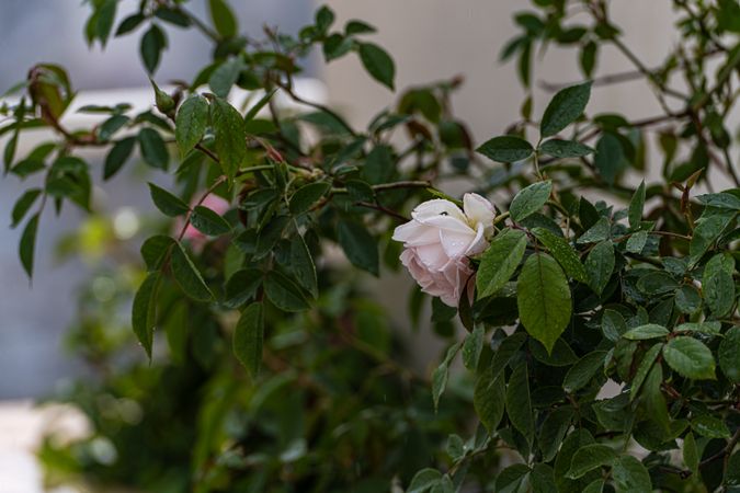Spring garden with blooming plants