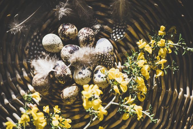 Quail eggs with feathers and yellow flowers in basket, close up